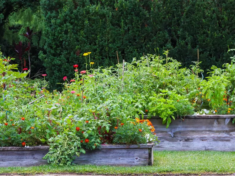 Vegetable garden where the children plant and dig